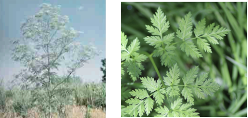 <ul><li><p>transitional zone</p></li><li><p>snowflake-like leaves</p></li><li><p>non-native, will make you itchy </p></li></ul><p></p>