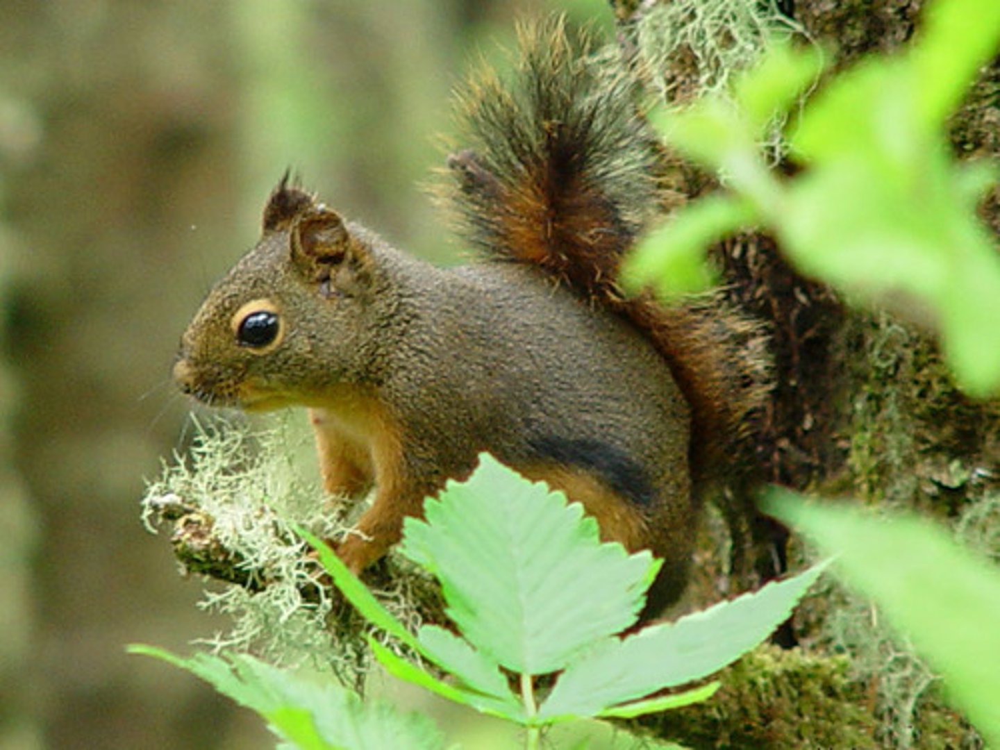 <p>Traits</p><p>- Small, high-energy native squirrel of BC’s conifer forests—often seen chasing rivals, foraging, or scolding intruders (including humans!).</p><p>- Famous for its nonstop chattering, often used to defend territory and warn off other animals.</p><p>- Builds nests in trees and creates cone middens—piles of chewed cone scales from where it feeds and stores food.</p><p>- This native species is small- especially compared to the Eastern grey squirrel, an invasive species introduced to Stanley Park and now common in urban areas.</p><p>Ecological role</p><p>Confider seed dispersal</p><p>Territory often centres around a favourite food tree (especial Douglas-fir, cedar or hemlock)</p>