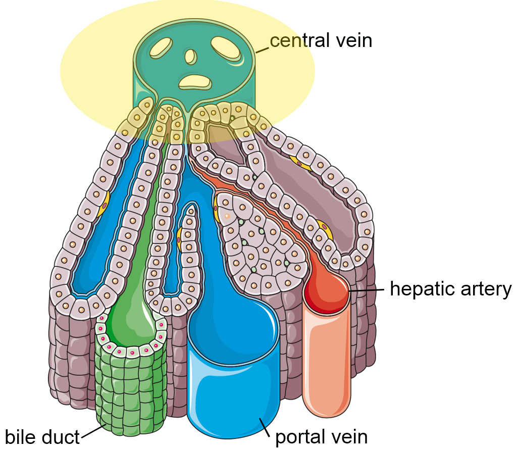 <p>Diagram of a hepatic lobule. What is the relative oxygenation of the area highlighted in yellow?</p>