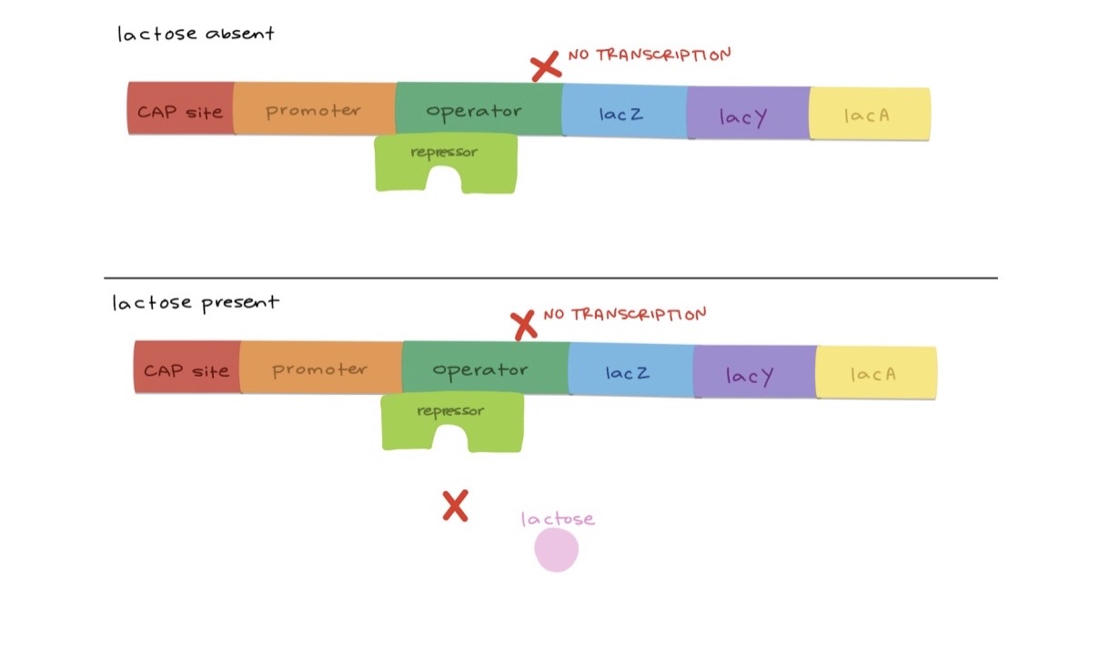 <p> The operon is always off.</p><p>If the lac repressor cannot bind lactose, that means it will always remain bound to the operator (since lactose normally inactivates the repressor by binding to it and causing it to release). In the absence of lactose: The repressor is bound to the operator → transcription is off (normal state). In the presence of lactose: The repressor still cannot bind lactose, so it stays bound to the operator → transcription remains off.</p><p></p><p></p>