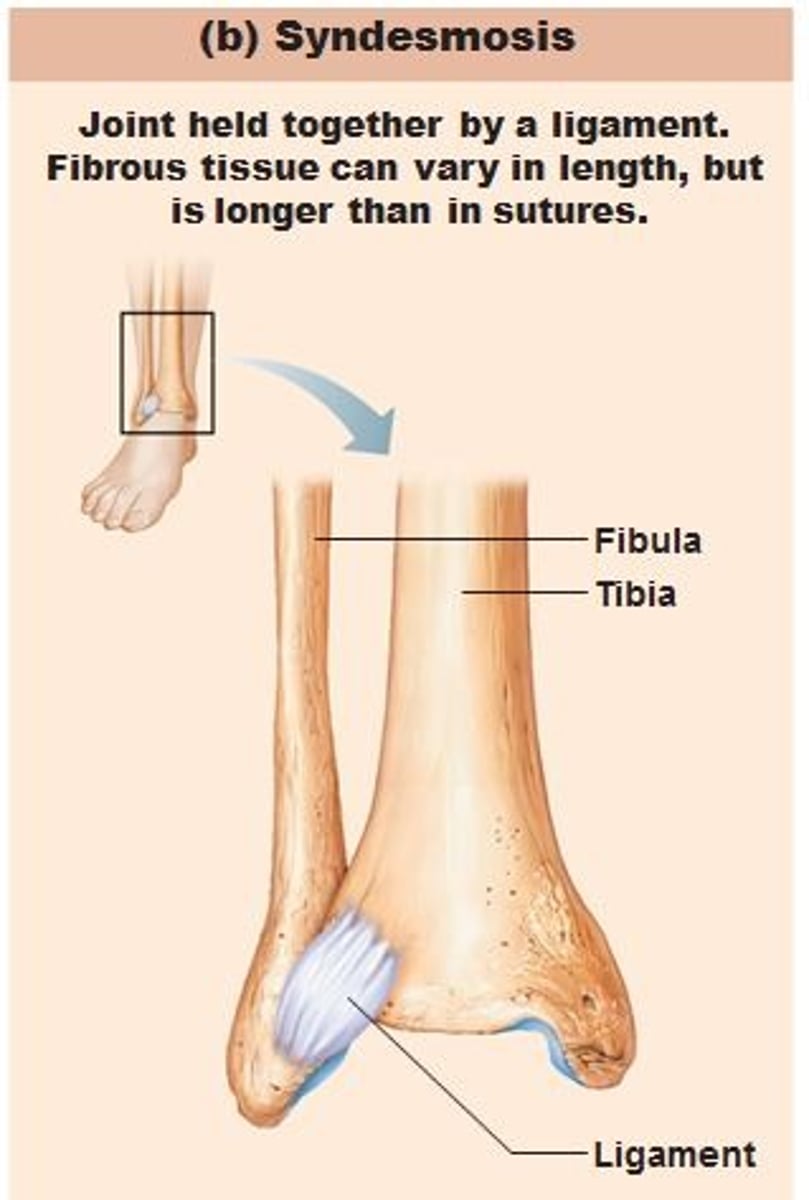 <p>bones are united by connective tissue bands<br>*allow very slight movement<br>*ex: distal tibia and fibula, interosseous membrane between radius and ulna</p>