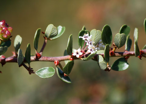 <ul><li><p>Ceanothus megacarpus</p></li><li><p>chaparral</p></li></ul>