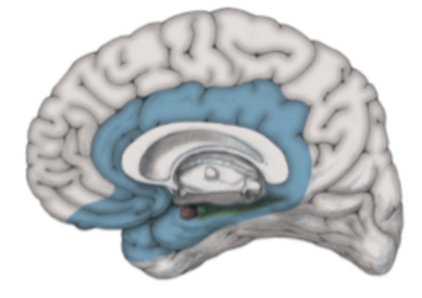 <p>lobe?</p>