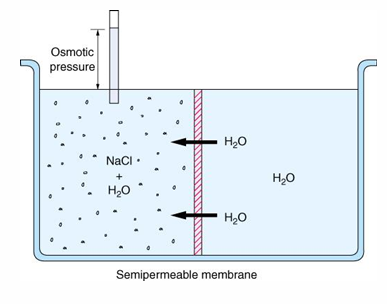 <p>-proportional to the number of particles in a solution (not size, weight, or valence)</p><p>-units = osmole (osm)</p><p>-1 osm = 1mol of any substance represents the same number of particles (6.02×10^23)</p>