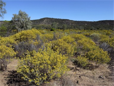 <p>Shrubland</p>