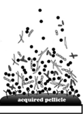 <p>What step of <strong>biofilm formation in the mouth</strong> is this?</p>