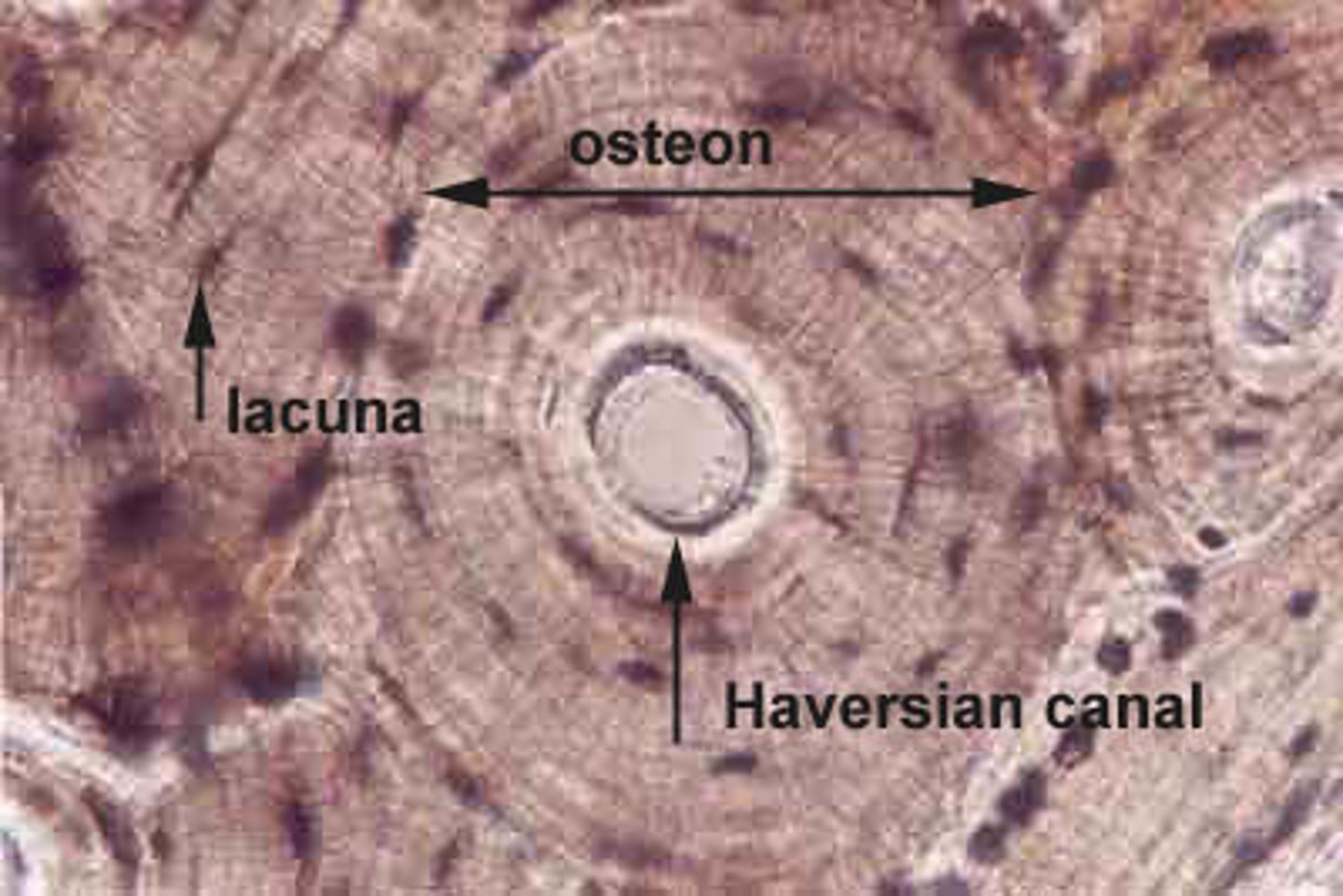 <p>the most rigid connective tissue, with deposits of calcium mineral salts and collagen within the matrix</p><p>Function = Internal framework</p><p>Location = Skeleton</p><p>** extra fact: has a good blood supply, heals quickly</p>