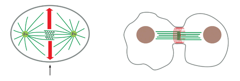 <p>contractile ring (actin) forms at mid-point</p><p>likely some signal from microtubules to actin</p>