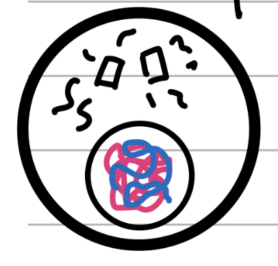 <p>Initiate; growth stage</p><ul><li><p>Cells spend most their time here</p></li><li><p>Chromatin</p></li><li><p>G1</p><ul><li><p>Replicate everything BUT the DNA</p></li><li><p>Requires lots of energy</p></li><li><p>Quick check everything was done right before proceeding</p></li></ul></li><li><p>S</p><ul><li><p>Each of the 46 chromosomes is replicated</p></li></ul></li><li><p>G2</p><ul><li><p>Double check everything was done right and there are no errors in the process</p></li></ul></li></ul>