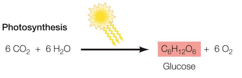 <p>CO2 + H2O + sunlight → Glucose + O2</p>