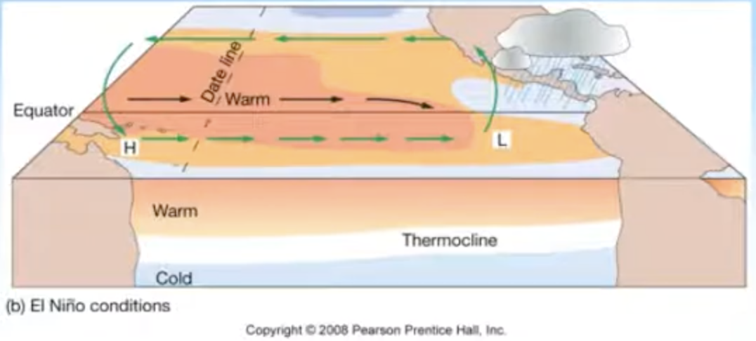 <p>– High pressure in eastern Pacific weakens</p><p>– Weaker trade winds</p><p>– Warm pool migrates eastward</p><p>– Thermocline deeper in eastern Pacific</p><p>– Downwelling</p><p>– Lower biological productivity: Corals particularly sensitive to warmer seawater</p>