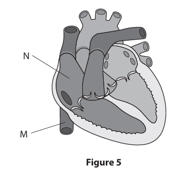 <p>Figure&nbsp;5 shows the human heart in longitudinal section, together with some of the main blood vessels.&nbsp;</p><p>Identify the structures labelled M and N in Figure&nbsp;5. (2)&nbsp;</p>