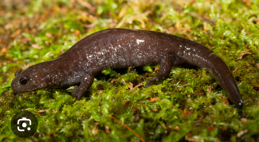 <p><span><strong><u>Distribution:</u></strong></span></p><ul><li><p><span>Asia, from Ural Mountains to Pacific (including Japan and Taiwan)</span></p></li></ul><ul><li><p><span> south to China,</span></p></li><li><p><span>Afghanistan</span></p></li><li><p><span>Iran</span></p></li></ul><p><br><br><span><strong><u>Traits: </u></strong></span></p><ul><li><p><span>Complete metamorphosis (no gills or gill slits)</span></p></li><li><p><span>typical terrestrial body plan</span></p></li><li><p><span> distinguished from other salamanders by osteology (bone)</span></p></li><li><p><span> Lungs reduced in some genera</span></p><ul><li><p><span> completely absent in</span><br><span>one genus</span></p></li></ul></li></ul><p></p>