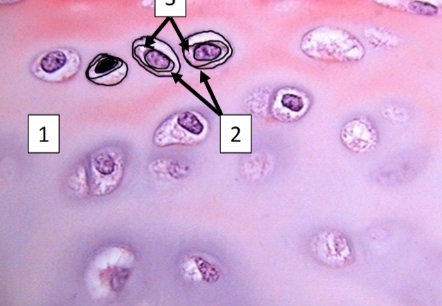 <p>Parts of cell II</p>
