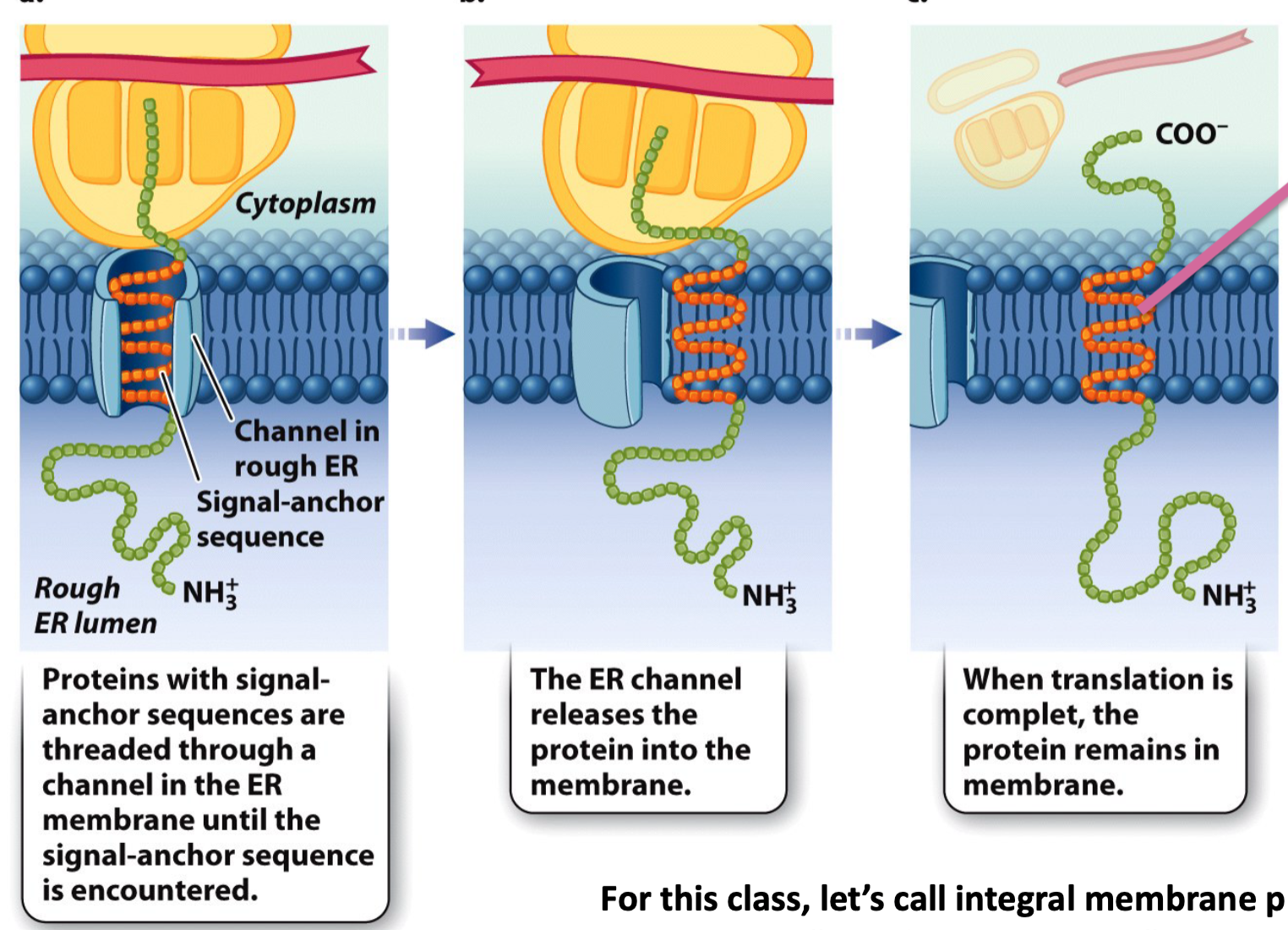 <ul><li><p>Signal anchor sequences become transmembrane domains in transmembrane proteins</p><ul><li><p>Hydrophobic portion</p></li></ul></li><li><p>They are released from the translocation channel into the ER membrane and diffuse laterally into its lipid bilayer</p></li></ul>