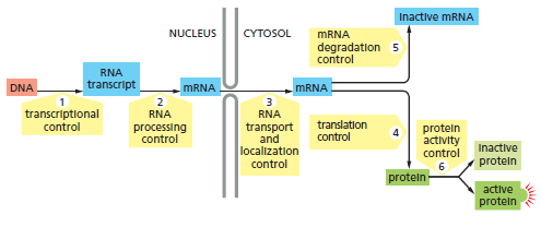 <ul><li><p>transcriptionele controle</p></li><li><p>RNA processing control</p></li><li><p>RNA transport and localisation control</p></li><li><p>translation control</p></li><li><p>mRNA degradation control</p></li><li><p>protein activation control</p></li></ul><p></p>