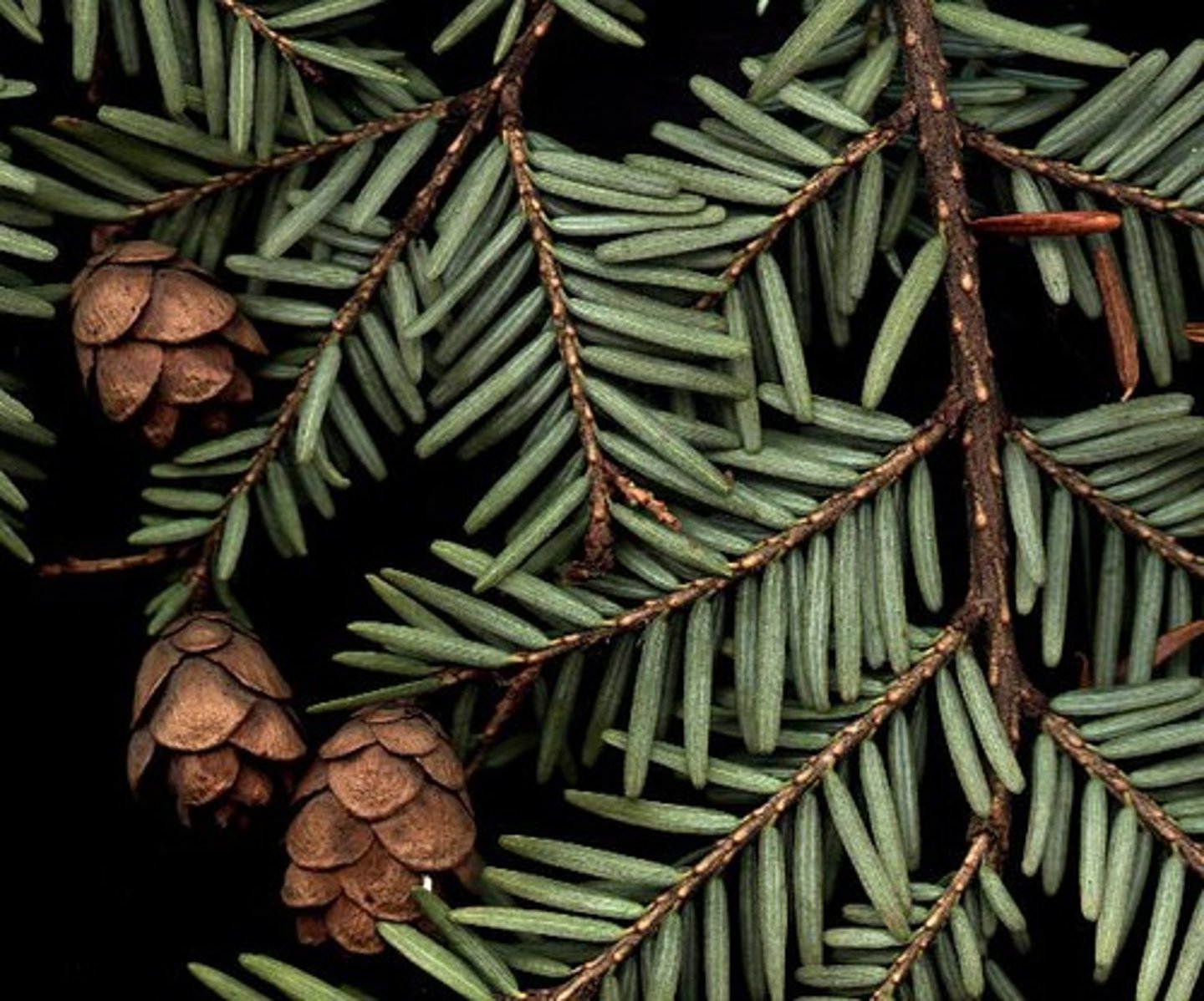 <p>short flat needles, drooping branches</p><p>bark may be flaky when young, then plated ridges</p><p>small cones 3/4 inch long</p>
