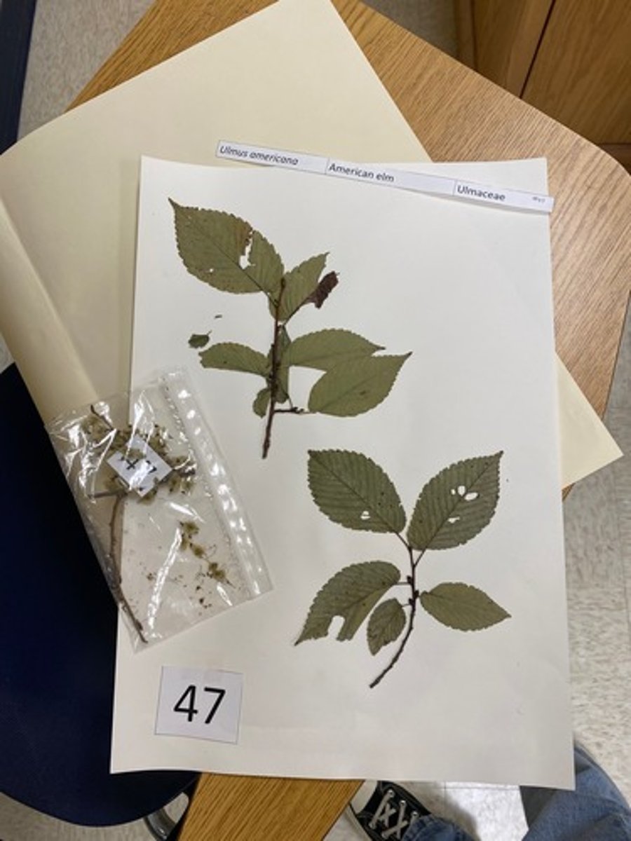 <p>Ulmus americana (Ulmaceae)</p>