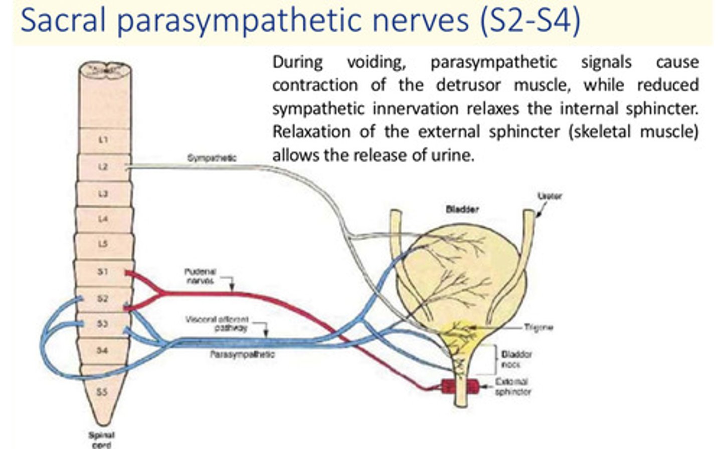 <p>During voiding, parasympathetic signals cause contraction of the detrusor muscle, while reduced sympathetic innervation relaxes the internal sphincter.</p><p>Relaxation of the external sphincter (skeletal muscle) allows release of urine</p>