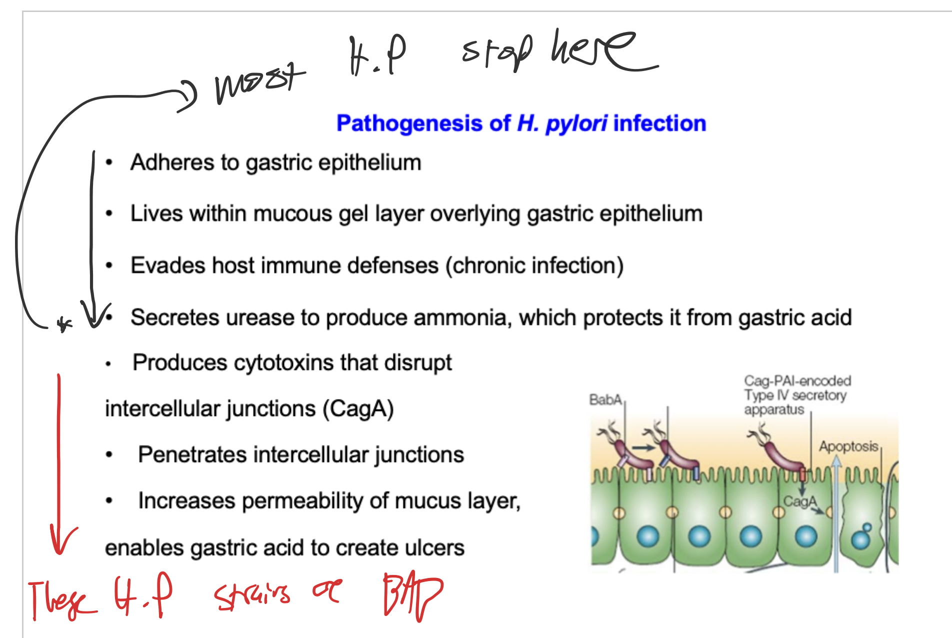 knowt flashcard image