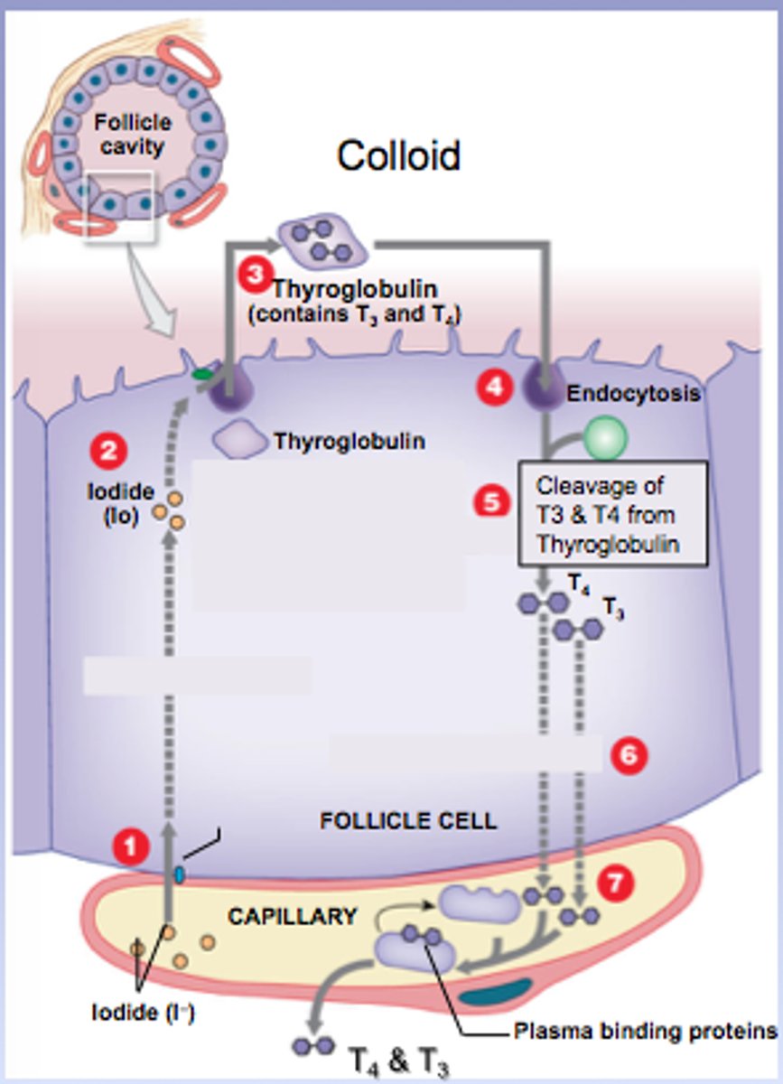 <p>The hypothalamus secretes Thyroid Releasing Hormone (THR) => pituitary gland that secretes Thyroid Stimulating Hormone (TSH) => promotes the synthesis of T4 and T3 by;</p><p>1: Epithelial cells of the thyroid absorb iodine from the blood</p><p>2: The AA tyrosine is made into thyroglobulin (TG)</p><p>3: TG is excreted into the lumen and combined with iodine</p><p>4: TG-iodine is reabsorbed by the epithelial cells and broken down into smaller molecules with either 3 or 4 iodine atoms attached to them (T3 or T4)</p><p>5: T3 and T4 is then secreted into the blood and stimulates metabolism</p>