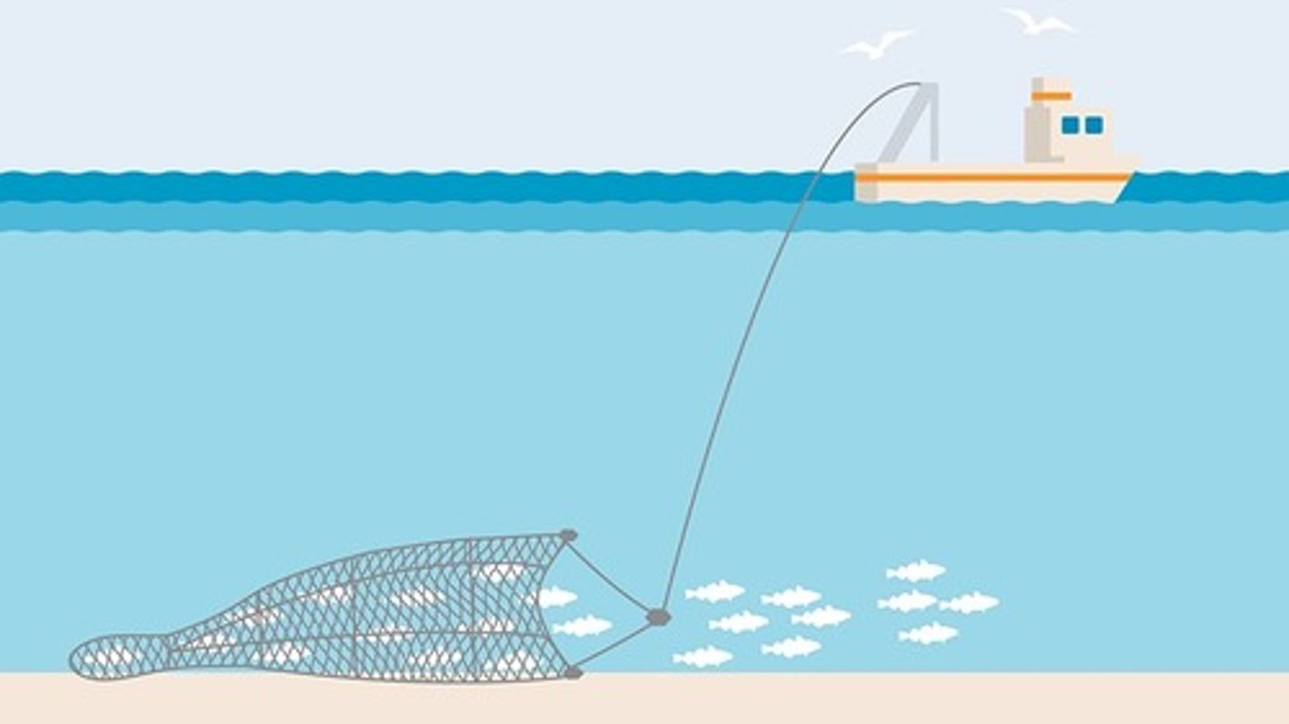 <p>Net that is dragged along the ocean floor - destroy the ocean habitat</p>