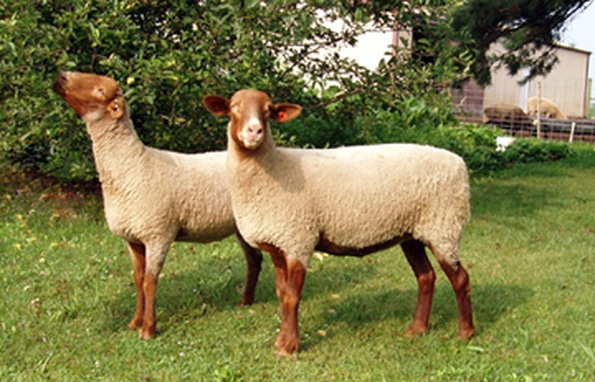 <p>This is a medium sized meat type breed that is also known for their disease resistance and their ability to remain productive on marginal land.</p>