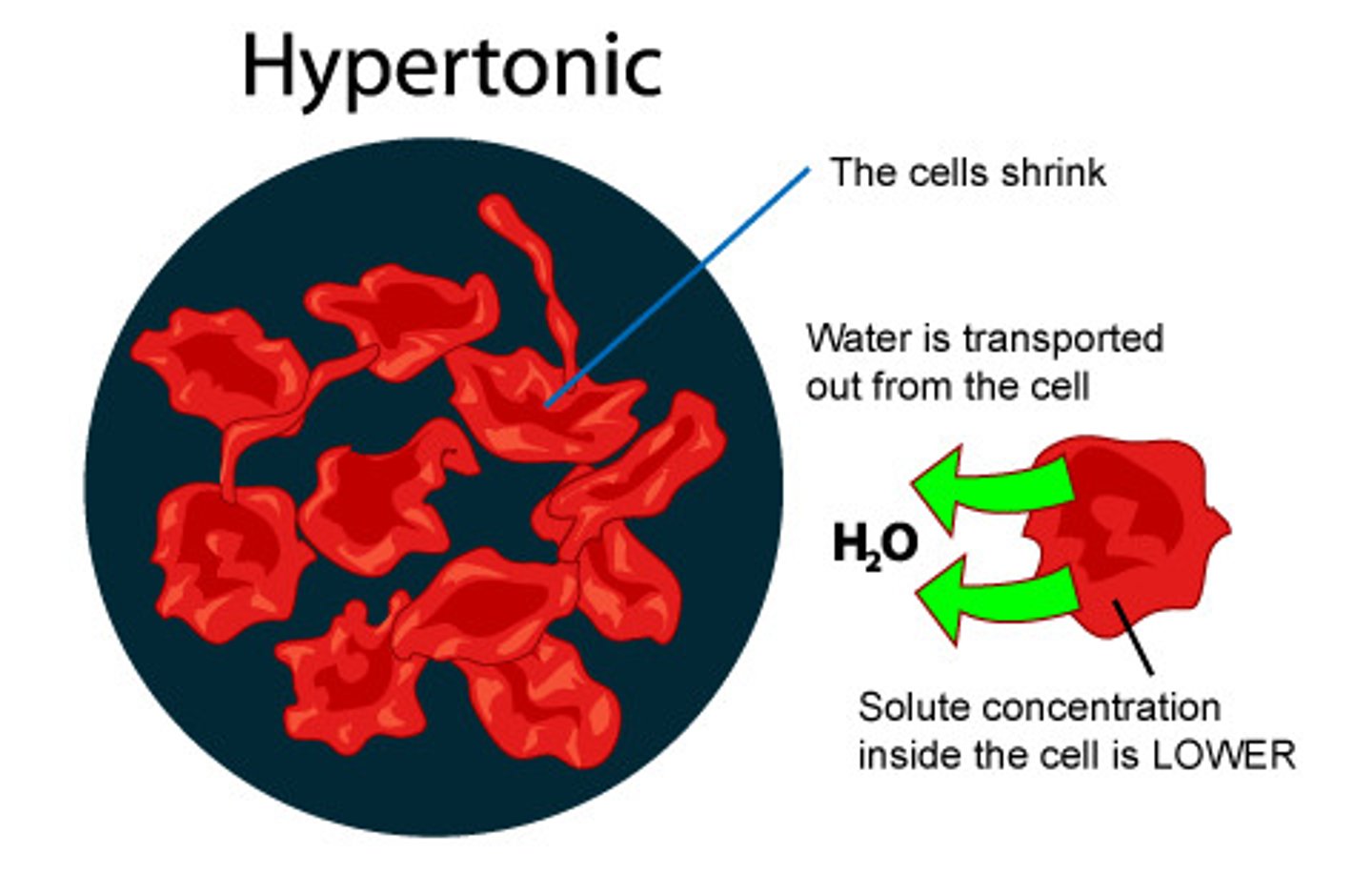 <p>Describes a solution whose solute concentration is higher than the solute concentration inside a cell. Causes a cell to shrink in size from water exiting a cell.</p>