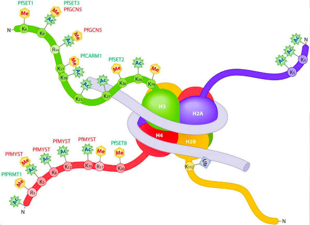 The silver thing wrapping around

They help “pack in” the genetic material

Wrap or spool the DNA into nucleosomes