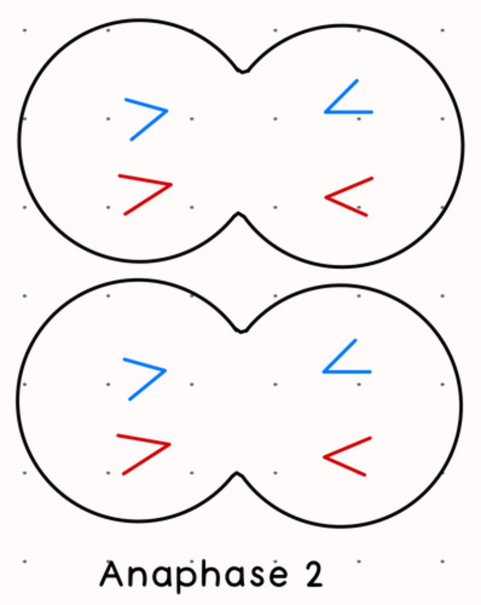 <p>sister chromatids separate</p>