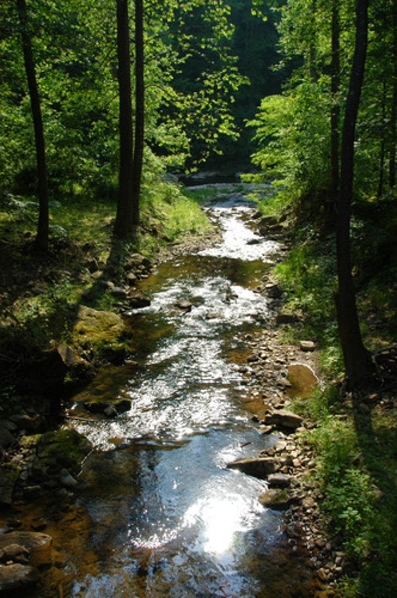 <p>areas of plants and trees that grow along the edges of rivers, streams and lakes. Can help prevent erosion and serve as filters for pollution.</p>