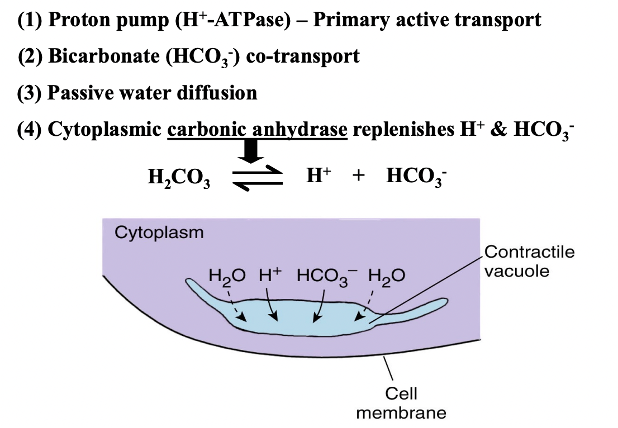 <p>freshwater is hypotonic relative to cytoplasm, so water is constantly diffusing into the cell; contractile vacuole prevents the cell from absorbing too much water and possibly lysing through excessive pressure; water does not get pumped directly into the vacuole, instead, H+ ions are pumped by ATPase (HCO3- also is moved in) → an osmotic gradient forms → water follows passively → carbonic anhydrase (an enzyme) replenishes the ions in the cytoplasm which reverse the gradient</p>