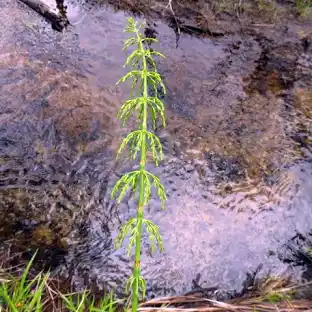 <p>equisetum sylvaticum</p>