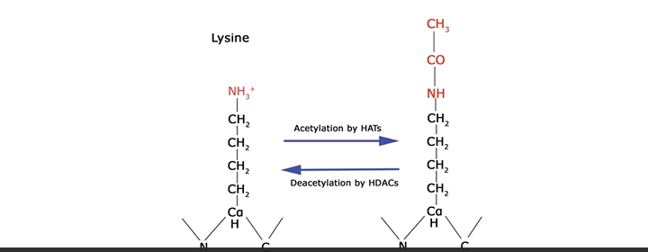 <p>loosens DNA from the histones to <strong>increase transcription</strong></p><ul><li><p>positive charge of lysine is removed</p></li></ul><ul><li><p>reduces affinity for negatively charged DNA</p></li></ul><p></p>