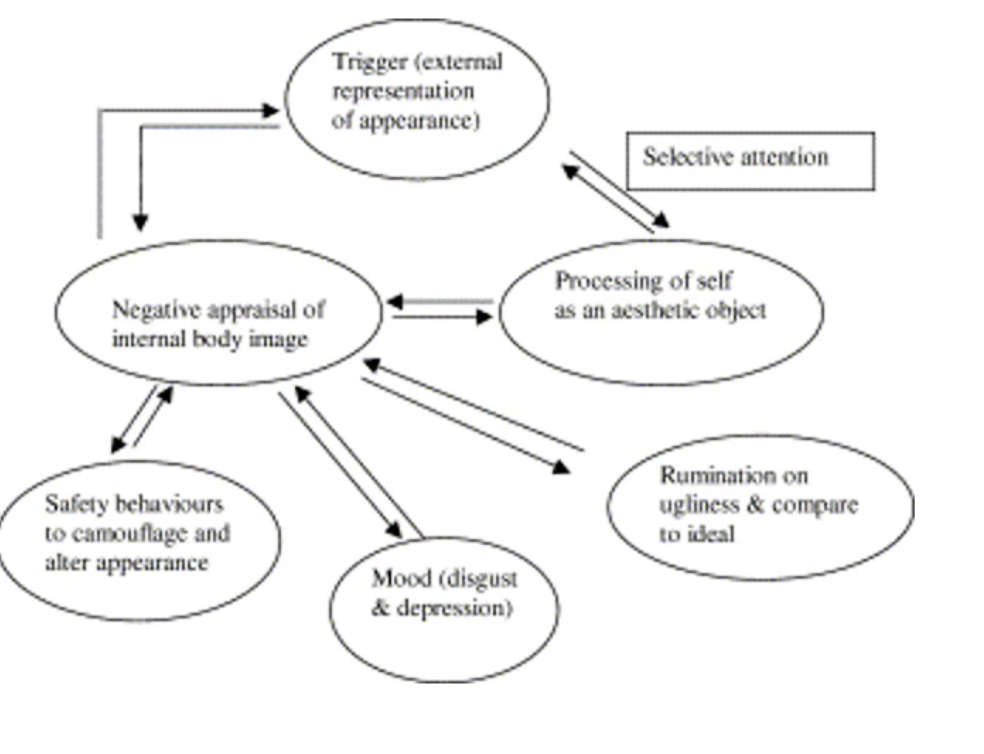 <p>Cyclic in nature and the process perpetuates its own existence</p><ul><li><p>They look in the mirror and selective attention to negative stimulus (ie. stomach) triggers a negative evaluation of self, but also promotes the processing of self as an aesthetic object</p><ul><li><p>These all bidirectionally perpetuate each other</p></li></ul></li><li><p>The negative appraisal leads to</p><ul><li><p>Safety behaviours like camouflaging or avoidance</p></li><li><p>Negative moods (disgust and depression)</p></li><li><p>Rumination on ugliness and comparisons to ideal</p></li></ul></li></ul><p></p>