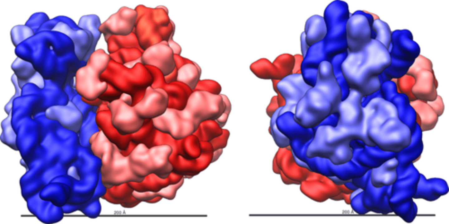 <p>the eukaryotic RNA polymerase that synthesizes rRNA in the nucleolus</p><p></p><p>Ribosomal ribonucleic acid (<strong>rRNA</strong>) is a noncoding type of RNA that acts as the primary building block for ribosomes and the assembly line on which protein synthesis occurs in those ribosomes, essential to all living organisms.</p>