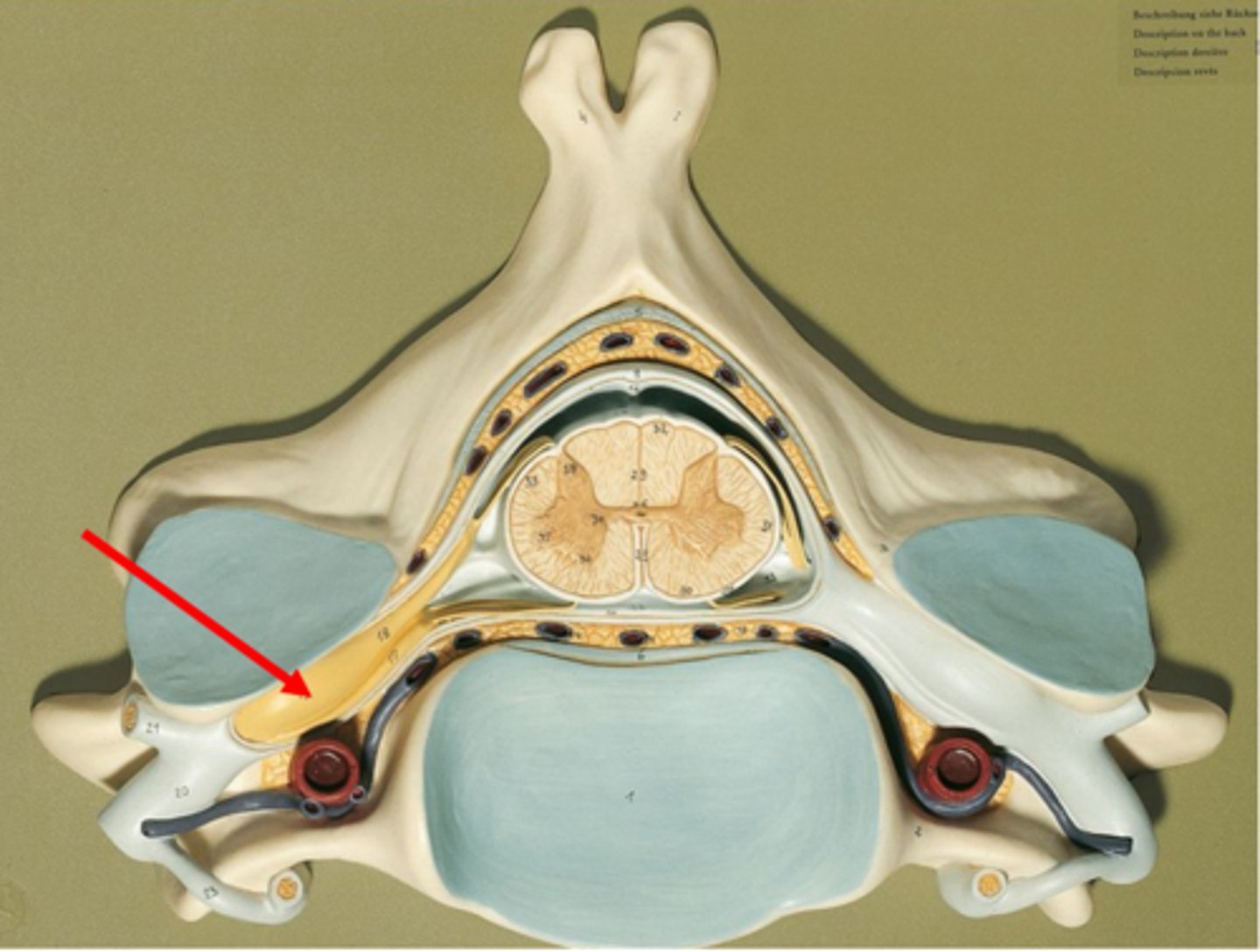 <p>What are located here?</p>