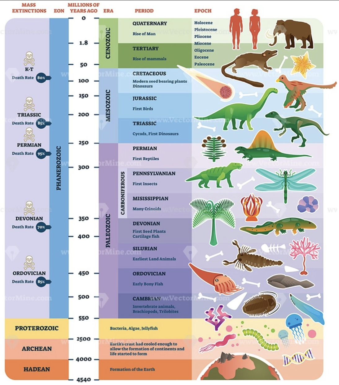 <p>3 eras of the Phanerozoic eon wherein visible life has been observed</p>