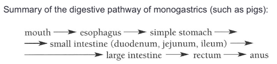 <p>Mouth → esophagus→ simple stomach → small intestine (duodenum, jejunum, ileum) → large intestine → rectum → anus</p>