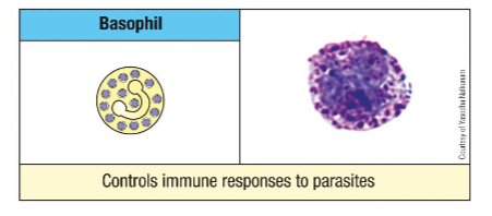 <ul><li><p>killing extracellular parasites (multicellular worms)</p></li><li><p>bind circulating antibody/antigen complexes (aka tagged pathogens)</p></li><li><p>release granule contents like histamines, leukotrienes, prostaglandins, and cytokines</p></li></ul>
