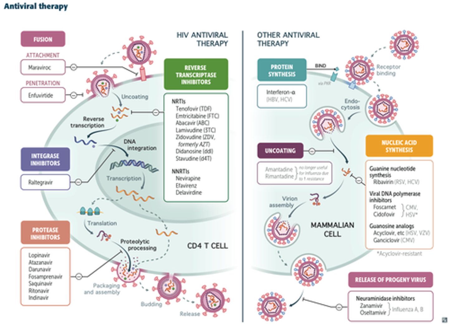 <p>antiviral drug that induces extra mutations, which are already common, in RNA viruses during replication</p>