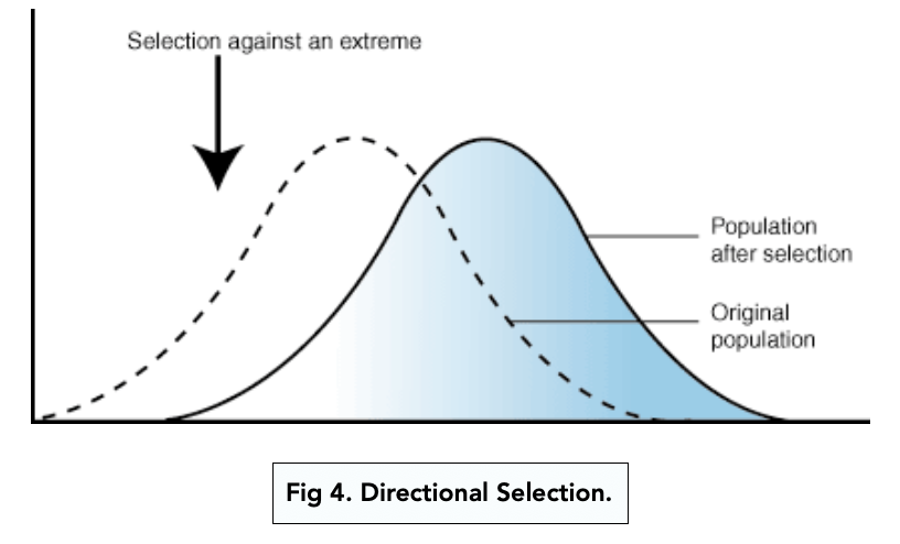 <p>One extreme favoured over mean and other extreme, individuals with the extreme reproduce more and one end of the spectrum eroded. </p>