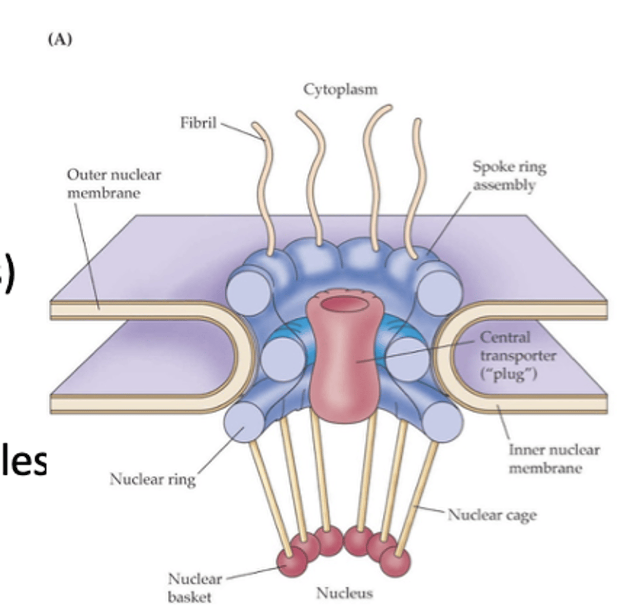 <p>What are the functions of nuclear pores?</p>