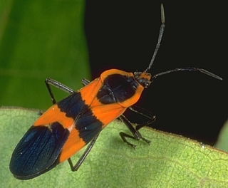 <p>Usually red and black, but can also be brown. Look kind of similar to the red and black Family Miridae bugs. However, Family Lygaeidae usually is slightly thicker, with slightly thicker legs and a slightly wider body. Fmily Lygaeidae also has a small lump on the back of their thorax, making them look slightly like a hunchback. Class Insecta, Order Hemiptera, called seed bugs.</p>