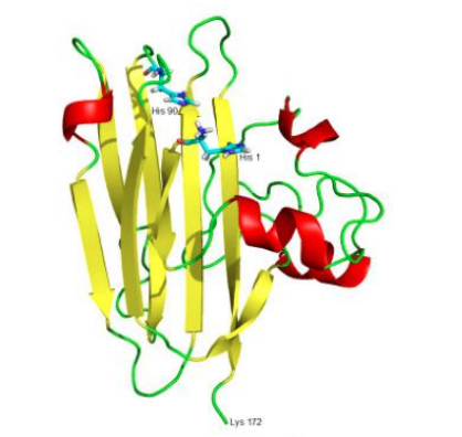 <p>Tertiærstrukturen er de overordnete romlige strukturen av atomer i et protein. Tertiærstrukturen stabiliseres av svake bindinger mellom sidegruppene på aminosyrene.</p><p></p><p></p>