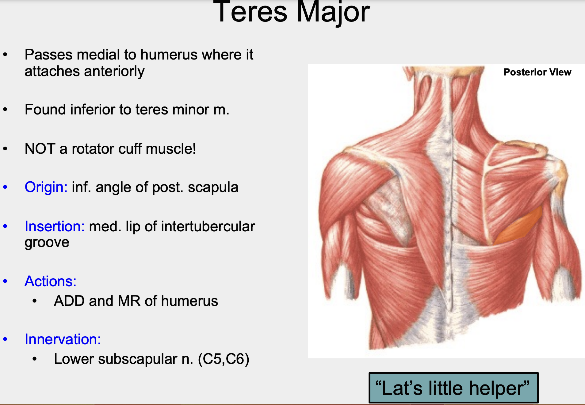 lower subscapular nerve (C5, C6)