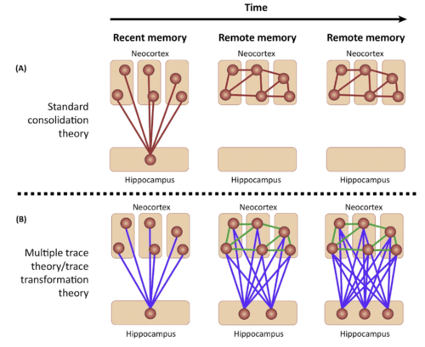 <p>(B) Multiple trace theory states that a hippocampal-neocortical trace (left, blue lines and red spheres) is always required for a detailed episodic memory (middle, blue lines and red spheres), with repeated retrieval of this memory increasing the number of these permanent hippocampal traces (middle and right, red spheres). The intrinsic neocortical connectivity that emerges over time (middle and right, green lines) supports memories of a more factual and semantic nature that have been derived from repeated recall</p><p>-more robust against hippocampals damage because there are more connections and different pathways in hippocampus</p>