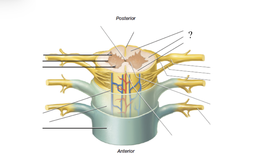 <p>superficial, remaining spinal cord that surrounds the spinal gray matter, made up of fibers grouped in columns called funiculi</p><ul><li><p>anterior, posterior, and lateral funiculi</p></li></ul><p></p>