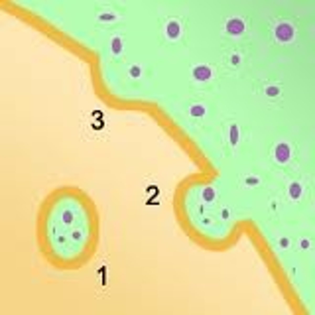 <p>The process by which substances are exported from a cell.</p>