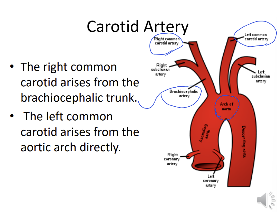 <p>the right common carotid artery arises from the <strong>brachiocephalic trunk</strong></p><p>the left common carotid artery arises from the <strong>aortic arch directly - no brachiocephalic artery</strong></p>